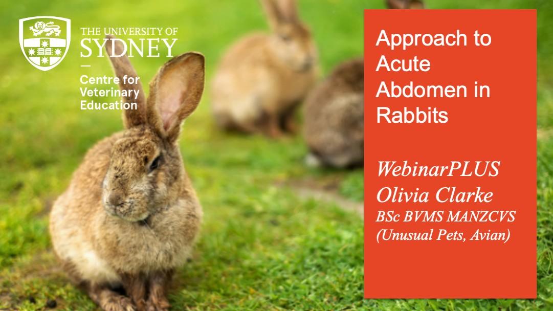 Approach to Acute Abdomen in Rabbits WebinarPLUS