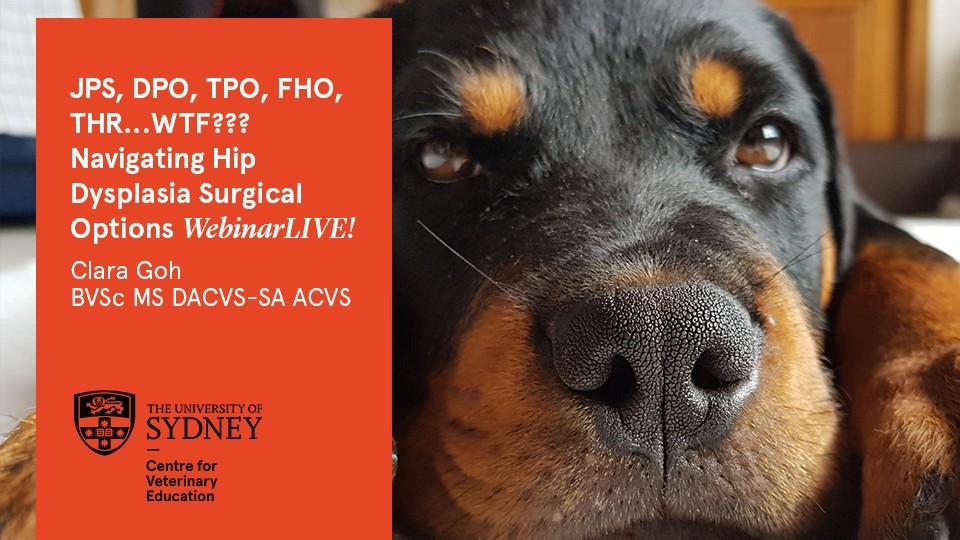 JPS, DPO, TPO, FHO, THR…WTF??? Navigating Hip Dysplasia Surgical Options WebinarLIVE!