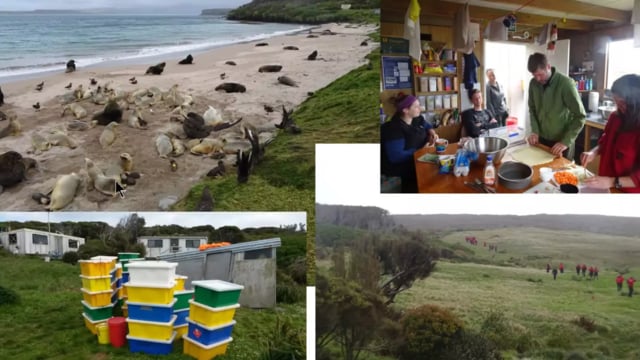 Pinniped Health Investigations