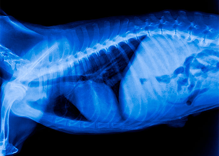 Diagnostic Imaging: Thoracic Distance Education