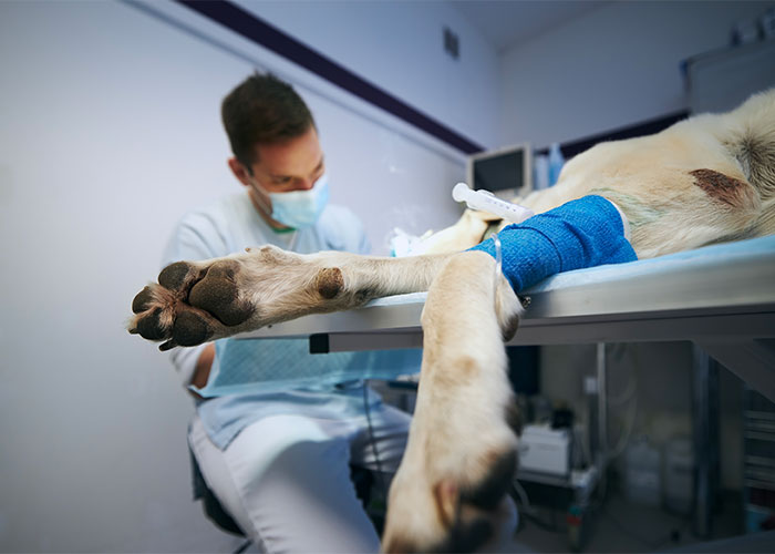 Surgery Distance Education