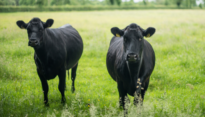 Beef Production Medicine Distance Education