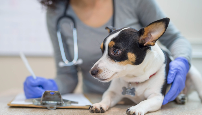 Internal Medicine: Keys to Understanding Distance Ed
