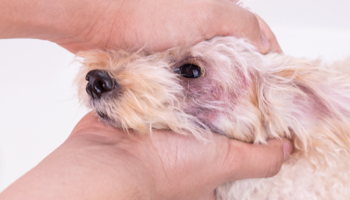 Dermatology: Pruritic Skin Disease Distance Education