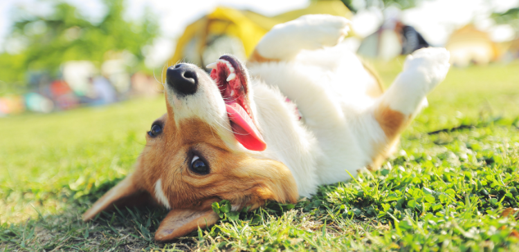 Heartworm in Focus: New Guidelines for 2026 WebinarLIVE!