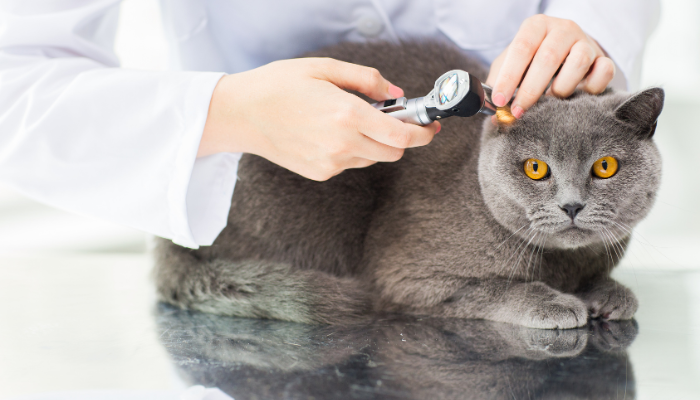 Dermatitis & Otitis Essentials TimeOnline OnDemand