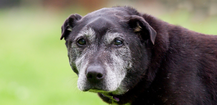 Recognising Cushing’s Syndrome in Diabetic Animals WebinarLIVE!