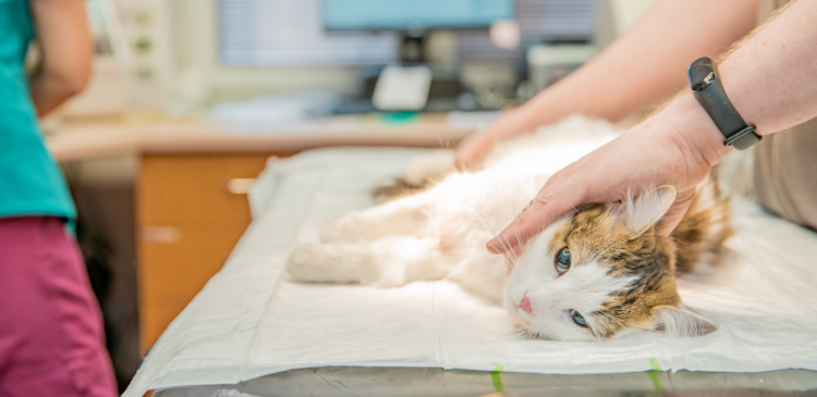 Local Anaesthesia Techniques for the GP Vets WebinarPLUS