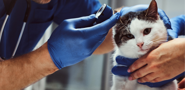 Feline Otitis: Idiosyncrasies of Managing Ear Disease in Cats WebinarLIVE!