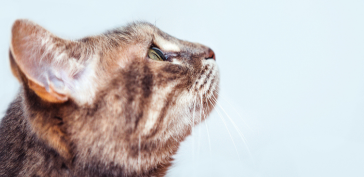 Feline Chronic Gingivostomatitis: A Spectrum of Care Approach WebinarLIVE!