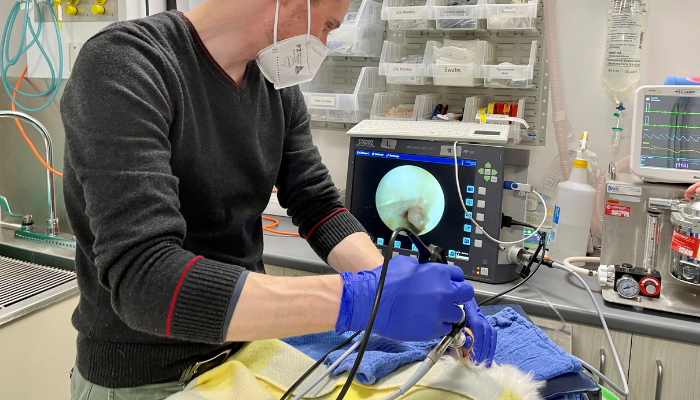 Mastering Otitis: Video Otoscopy Workshop